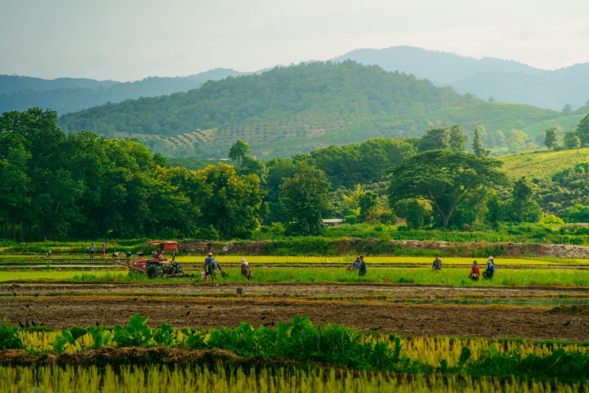 Thai kratom: inside the farm network behind our supply