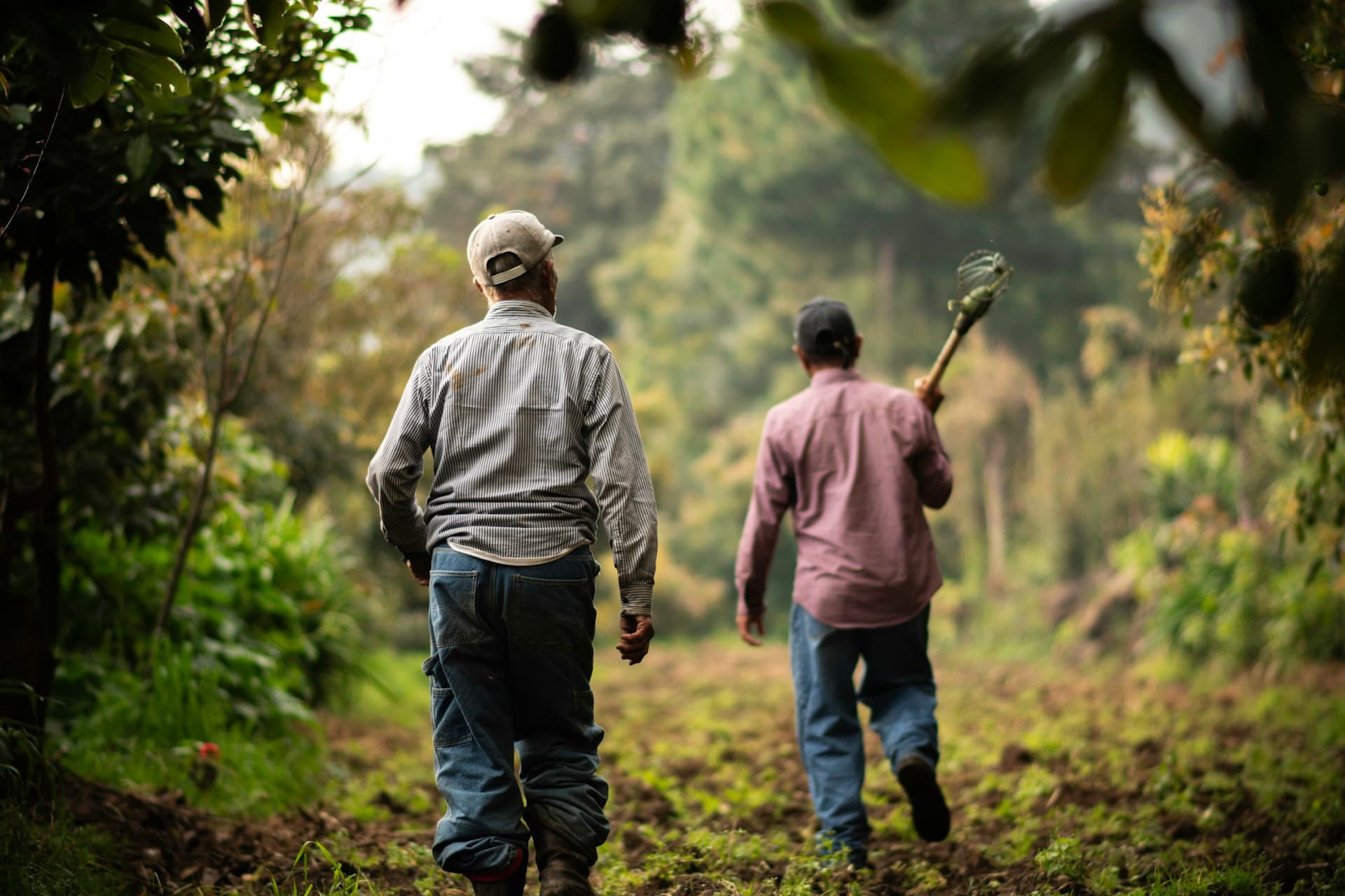 Botanical raw material sourced direct from partner growers at origin