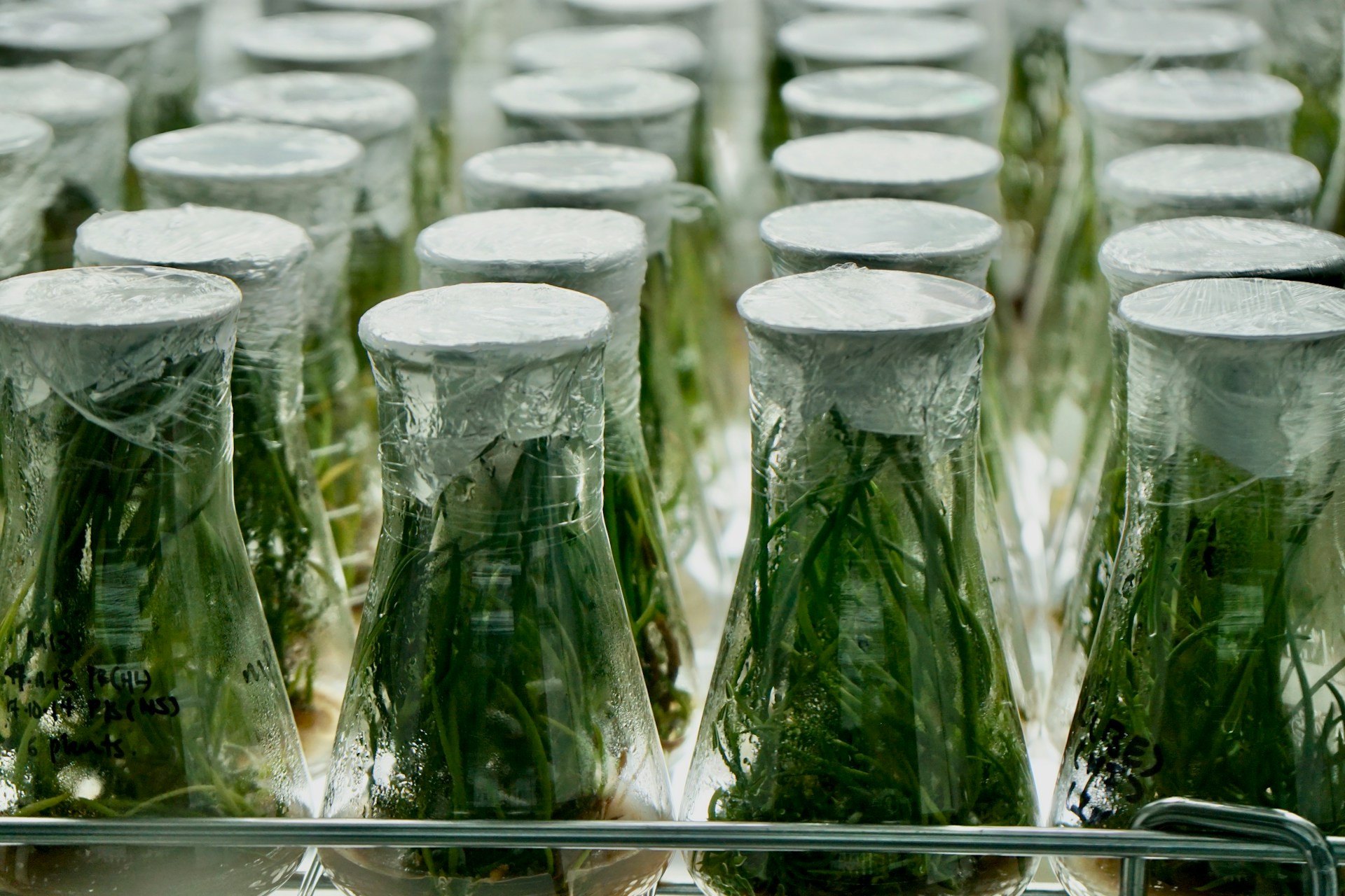 Custom — Phyto-Medichem botanical ingredients service