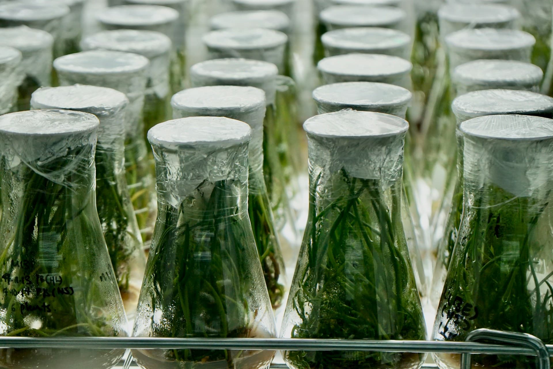 Custom botanical extract development and analytical method workflow